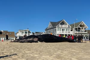 Marine Mammal Stranding Center Investigates 8th Dead Whale To Wash Up On Jersey Shore