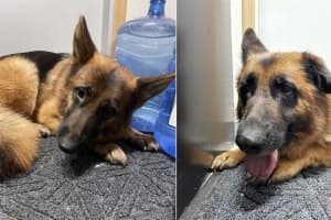 RECOGNIZE THEM? Twin Shepherds Abandoned On Palisades Interstate Parkway