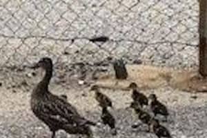 Photos: Ducklings Stuck In Lindenhurst Storm Drain Reunited With Mother