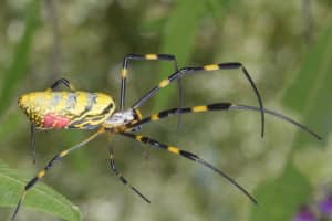 Venomous 'Parachuting' Spider Species From Asia Headed To East Coast