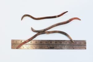 Invasive Jumping Worms Spotted In Northeast: Here's What To Know