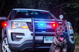 Connecticut K9 Tracks Down Missing 76-Year-Old Man