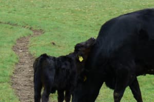 Probe Of Endangered Cattle Breed Results In Charges In Region