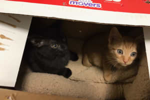 4 Kittens Have Second Chance, Thanks To Whoever Left Them Outside Of Oakland Shelter