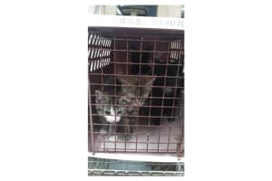 4 Kittens Found Abandoned In Freezing Cold, Waterford-East Lyme Animal Control Says