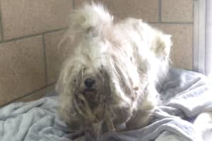 Abused, Neglected 'Lucky' Rescued By Local Police, Animal Welfare Center In NJ