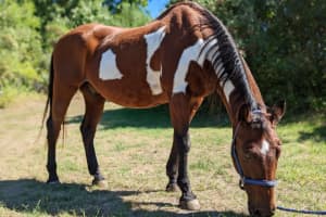 MSPCA Hoping To Conjure Up Holiday Miracle For Homeless Horse Merlin