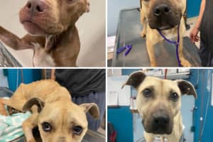 Starving Dogs Dumped In South Jersey Woods, Owner Charged With Animal Cruelty