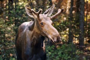 Second Moose Killed In Vehicle Crash In Region