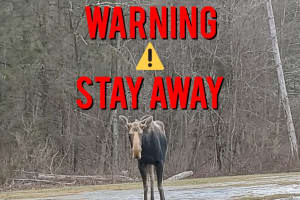 Winchester Police Warn Residents Not To Approach Wild Moose Spotted In Area