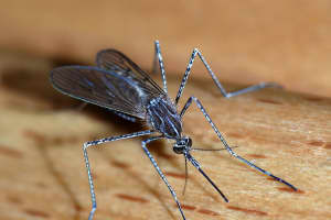 Jamestown Canyon Virus Found In Westport In New CT Mosquito Collection