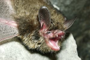 Bat Population Ravaged By Fungus Listed As 'Endangered' By US Fish And Wildlife Service