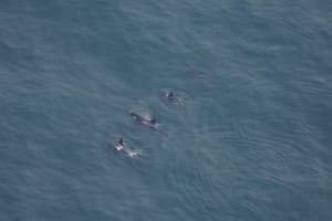 Rare Sighting: 4 Killer Whales Seen Swimming Together In Nantucket Waters