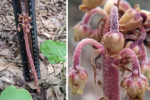 Rare Endangered Plant Found Growing In Region For First Time