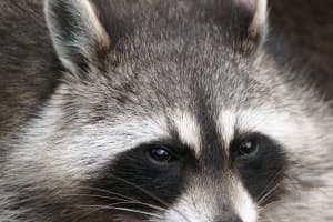 Maywood Police Warn Residents Of Rabid Raccoon