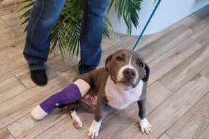 Suffolk County Man Charged With Animal Cruelty For Breaking Dog's Leg, SPCA Says