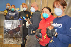 ‘Pretty Bird’: Roosters Rescued From Paterson Cockfighting Ring Get TLC At St. Hubert's
