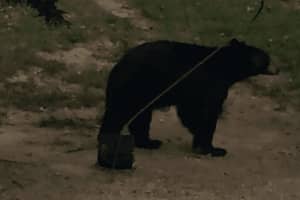 Two New Black Bear Sightings Reported In Yorktown