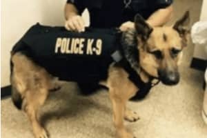 North Salem Teen, Others Rally Behind Cancer-Stricken Police Dog