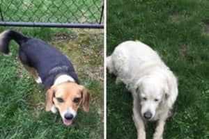 Good Samaritans Seek Owners Of Two Missing Dobbs Ferry Dogs