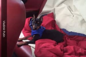 Concerned Pet Owner Seeks Missing Dog In New Rochelle