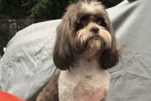 Have You Seen Dexter? Therapy Dog For Disabled Ossining Girl Is Missing