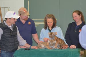 Amur Tiger Twins Meet The Press At Bridgeport's Beardsley Zoo