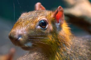 South American Rodent Bites Toddler at Beardsley Zoo In Bridgeport