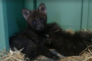 Endangered Wolf Pups Born At Connecticut Zoo