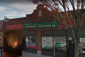 Bergen Vet Accused Of Burning Second Dog In Surgery