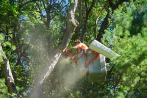 Tree Cutting Will Cause Merritt Parkway Daytime Lane Closures For Weeks