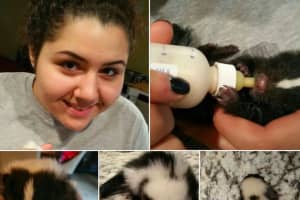 Baby Skunk Rescued By Englewood Cliffs Family