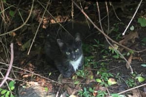 Rabies Confirmed In Kitten Captured In Area
