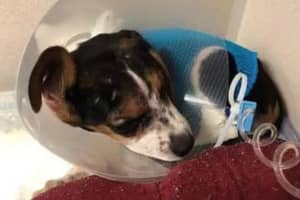 Abused, Abandoned Puppy Treated By Ridgefield Animal Shelter