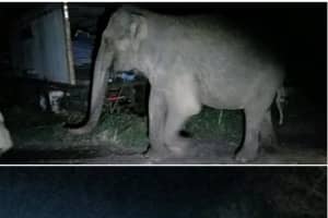 Stray Elephant Strolls Off Sanctuary, Onto Road In Orange County
