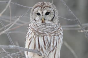 Two Owls Have Been Struck, Killed By Vehicles In Fairfield County In As Many Weeks