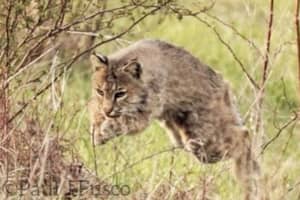 Bobcat Tests Positive For Rabies After Attacking Golfer, Horse