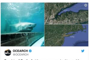 Great White Shark Tracked In Long Island Sound For First Time Ever, Says Ocean Research Group