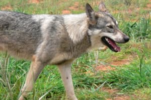 Coyote Attacks Dog In Connecticut