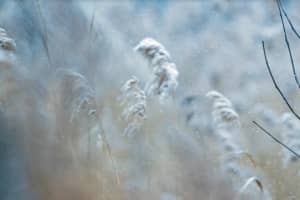 Fall's First Frost Advisory Issued For Parts Of Region