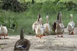 Man Found Guilty Of Neglecting Ducks In Area