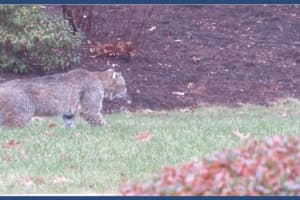 12-Year-Old Attacked By Bobcat In Backyard Of Fairfield Home, Police Say