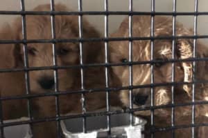 SPCA Seizes Nine Sick Puppies From Outside Nassau County Pet Store