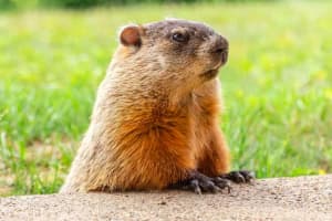 Groundhog Predicts Early Spring, But Here's When Snow Is Likely This Week