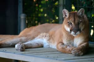 Animal Believed To Be Mountain Lion Chased By Dogs In North Castle
