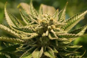 COVID-19: Legal Recreational Pot Now Unlikely To Be In State Budget