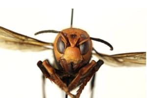 Vicious Giant Hornets With Venomous Sting Spotted For First Time In US