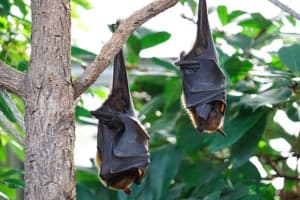 Bat Tests Positive For Rabies In Piscataway