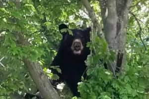 VIDEO: Black Bear Spotted In Ocean County