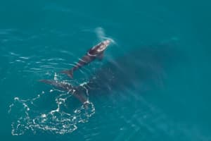 NOAA: Endangered Whale Struck By 2 Vessels Off Jersey Shore